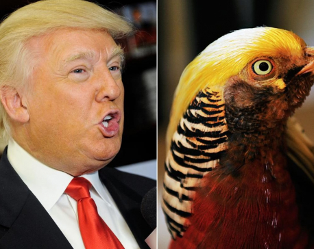 Chinese bird sporting 'Donald Trump's hairstyle' is the new internet sensation